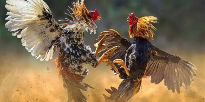 Bỏ túi mẹo hay ít cao thủ chọi kê nào bật mí cho bạn