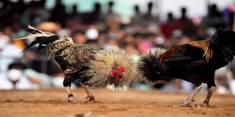 Đá Gà Hồi Mã Thương Và Những Điều Cần Biết Khi Tham Gia