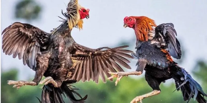Kê chọi nòi mang nhiều ưu điểm khiến hội viên yêu thích