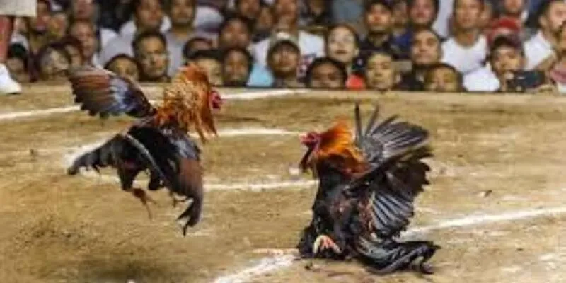 Thế đá gà xạ là chiến thuật hiểm hóc và cực khó đoán